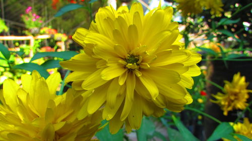 Close-up of yellow flower