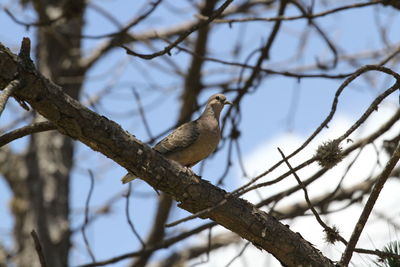 Low angle view of bird perching on branch