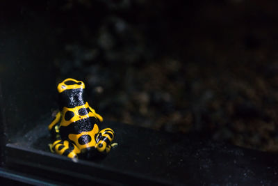 View of yellow-banded poison arrow frog