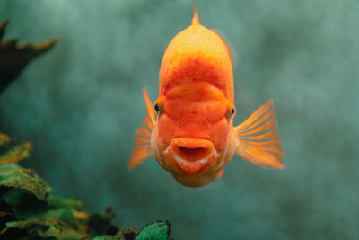 Close-up of fish swimming in aquarium