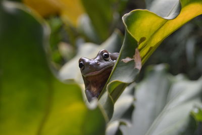 Close-up of frog on leaf