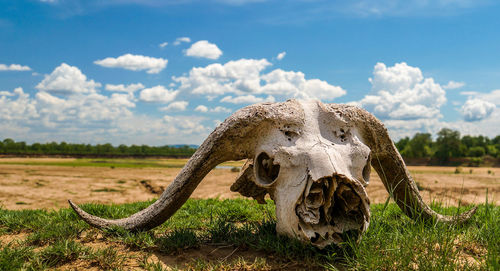 View of animal skull in the field