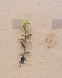 Close-up of plant against wall