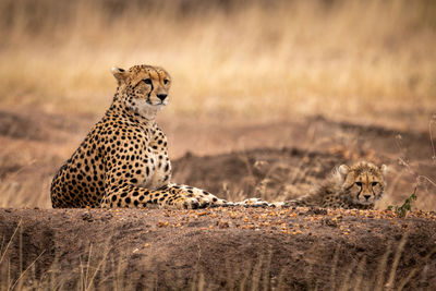 Cheetahs sitting on rock in forest