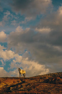 Horse standing on a land