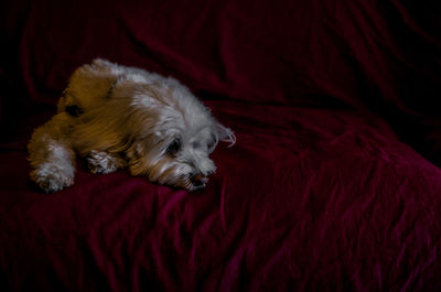 Close-up of dog sleeping on bed