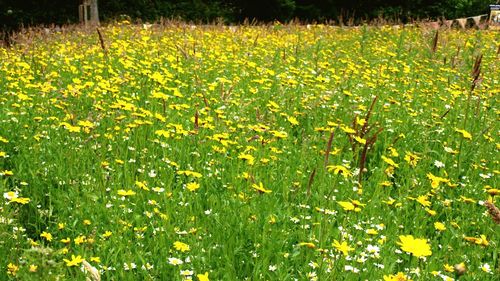 Yellow flowers in field