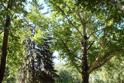 Low angle view of trees in forest against sky