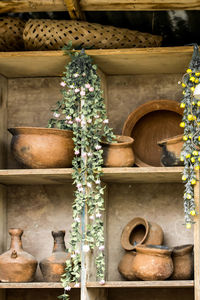 View of potted plants in pot