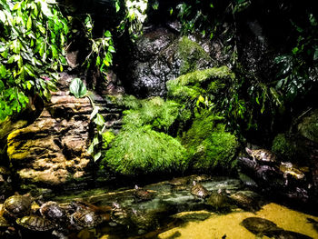 Scenic view of waterfall in forest