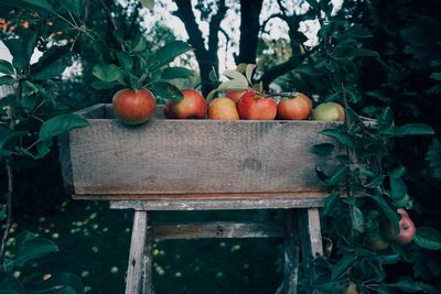 Apples in wooden container against trees in orchard