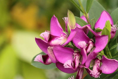 Close-up of pink flowers blooming outdoors