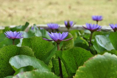 Close-up of purple flowers blooming outdoors