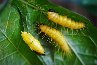 Pupa and caterpillar of red-spot jezebel butterfly