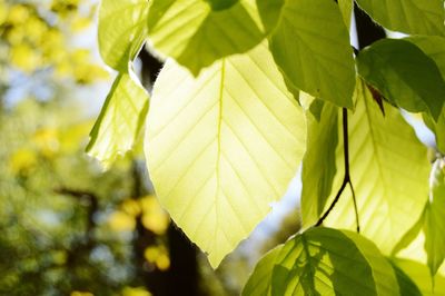 Close-up of fresh green leaves