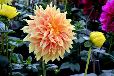 Close-up of orange flower
