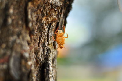 Close-up of insect on tree trunk