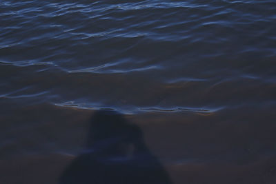 Rear view of man on beach