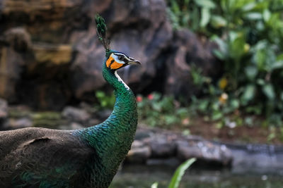 Peacock the beauty in nature