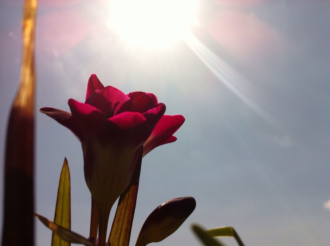 flower, sun, sunbeam, growth, freshness, fragility, petal, sunlight, beauty in nature, close-up, lens flare, nature, focus on foreground, plant, stem, sky, flower head, low angle view, leaf, day