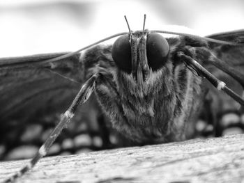 Close-up of insect