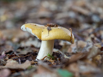 Close-up of mushroom