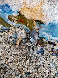 High angle view of crab on beach
