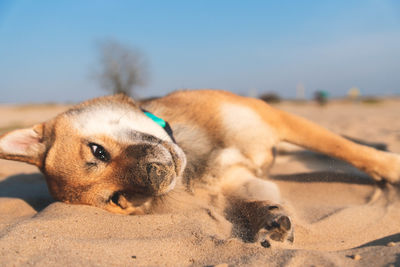 View of a dog resting on sand