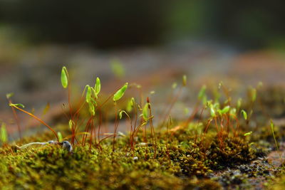 Close-up of plant growing on field