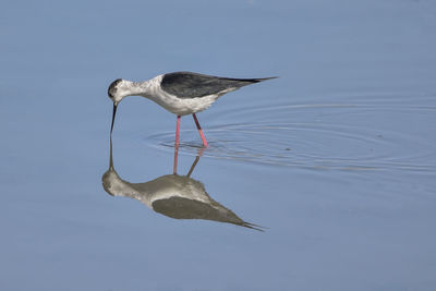 Reflection of bird on lake