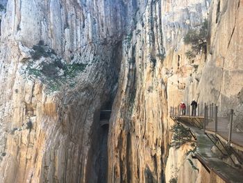 Panoramic view of trees