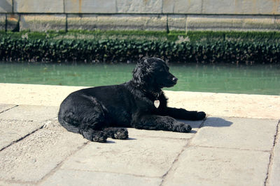 Black dog looking away while sitting outdoors