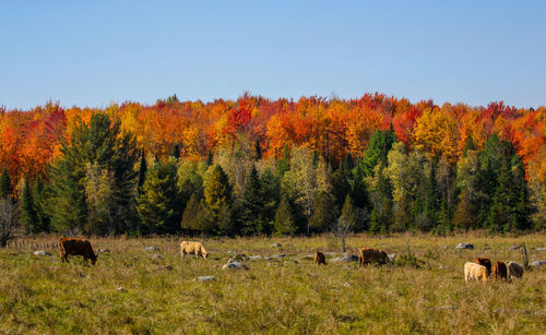 Cows grazing on field during autumn