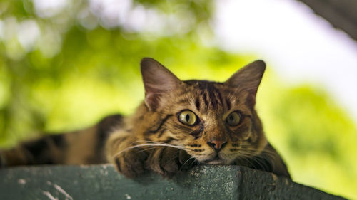 Close-up portrait of cat on wood