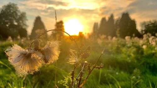 Close-up of wilted plant on field against sky during sunset