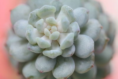 Close-up of flowers