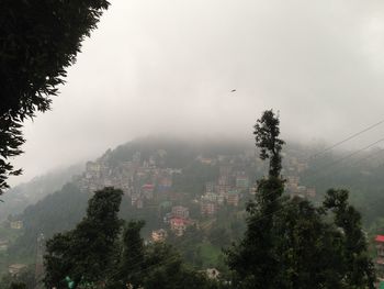 Trees in foggy weather