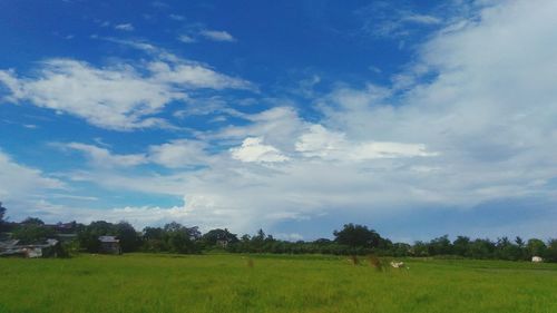 Scenic view of agricultural field against sky