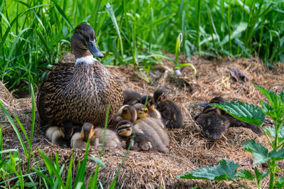 Close-up of ducklings