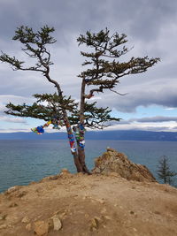 Tree on rock by sea against sky