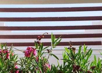 Close-up of pink flowers