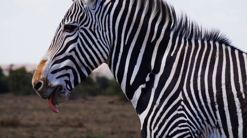 Close-up of zebra