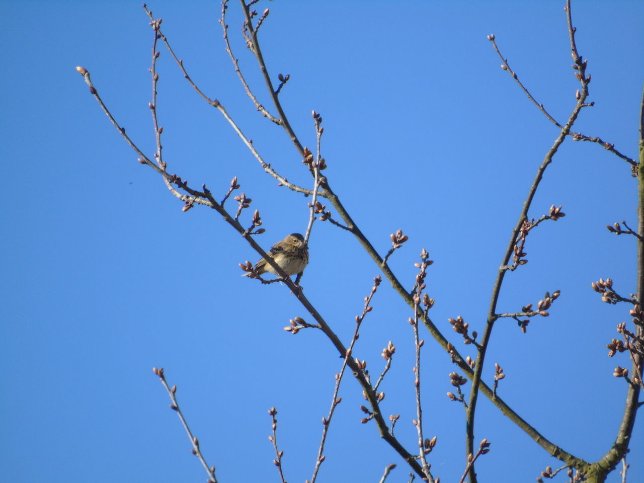 LOW ANGLE VIEW OF BIRD PERCHING ON PLANT