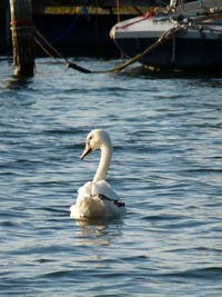 Bird flying over calm lake