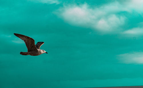 Close-up of seagull flying against sky