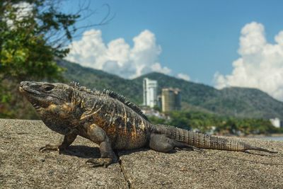 Side view of a reptile on rock