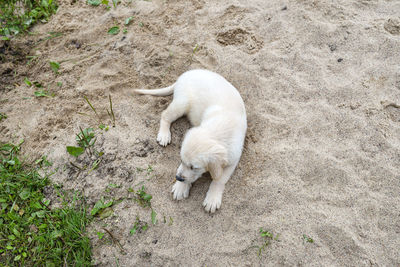 A male golden retriever puppy lies on a heap of sand in the backyard.