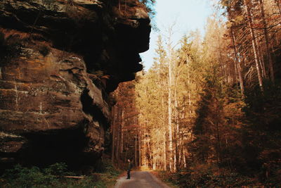 Road amidst trees in forest