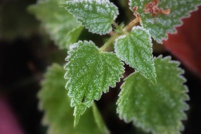 Close-up of green leaves on plant