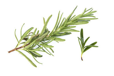 Close-up of fresh green plant against white background